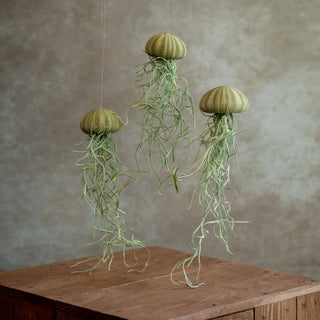Jellyfish Groen Trio