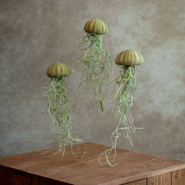 Jellyfish Groen Trio