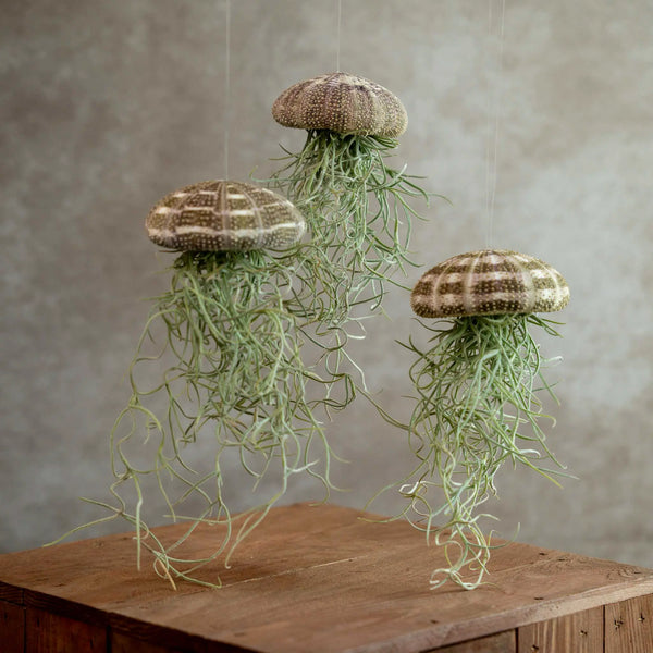 Jellyfish Large Trio