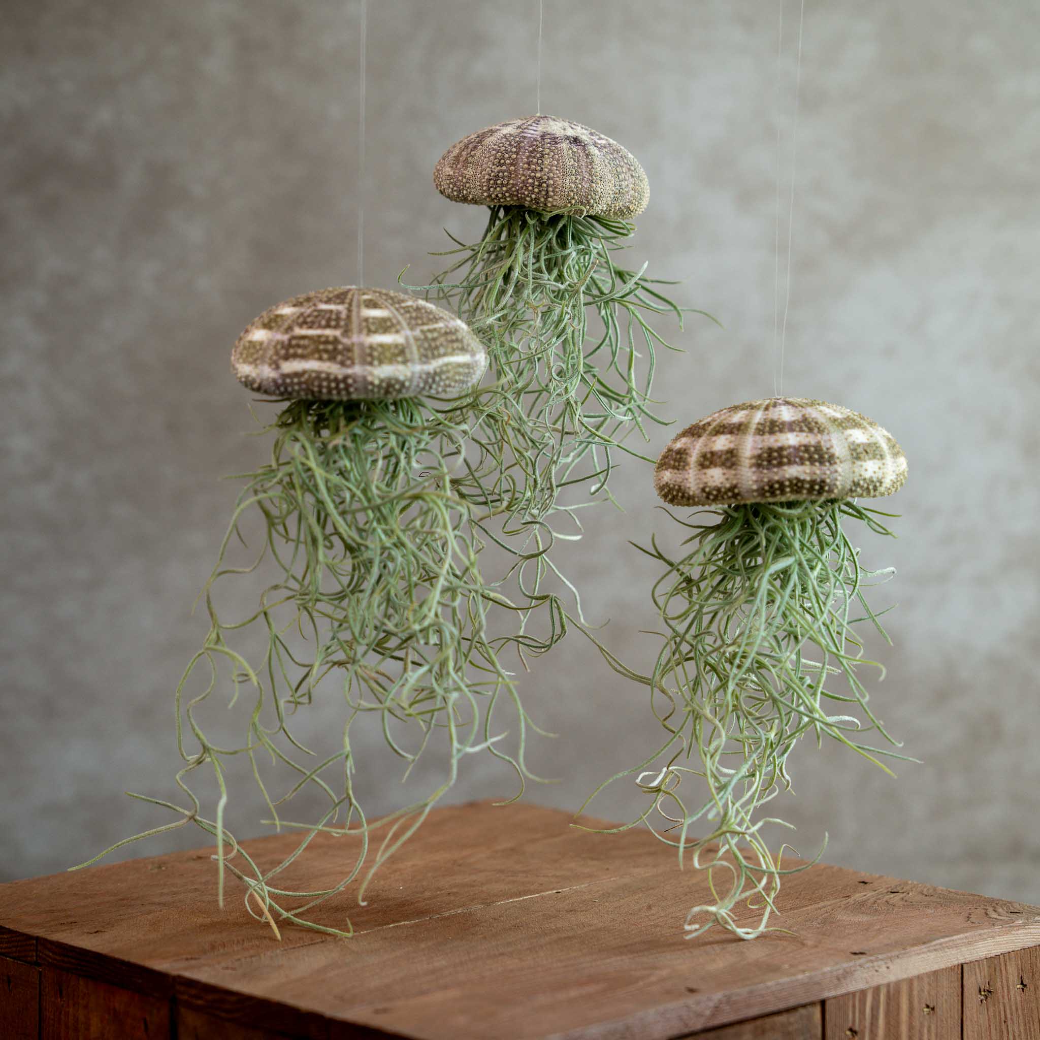 Jellyfish Large Trio