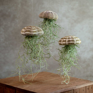 Jellyfish Large Trio