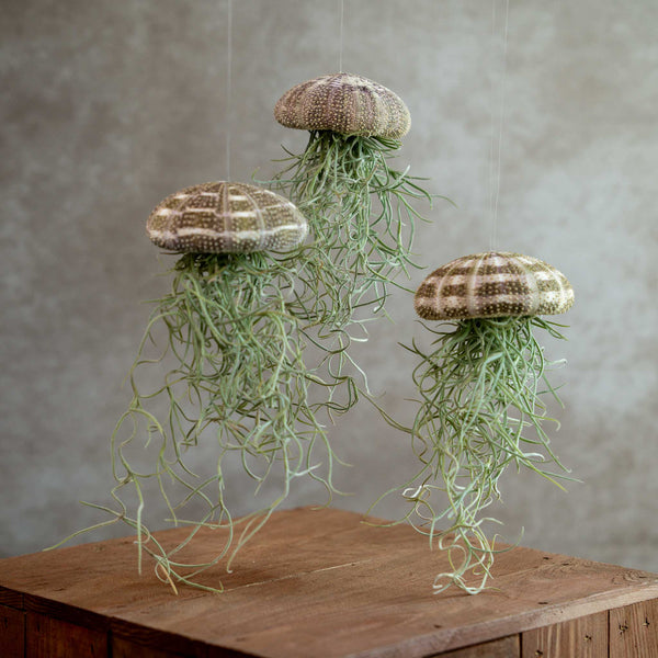 Jellyfish Large Trio