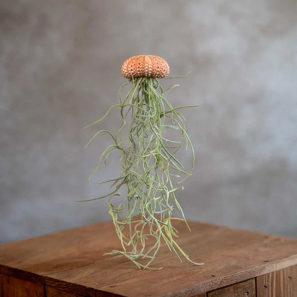 Jellyfish Roze Small