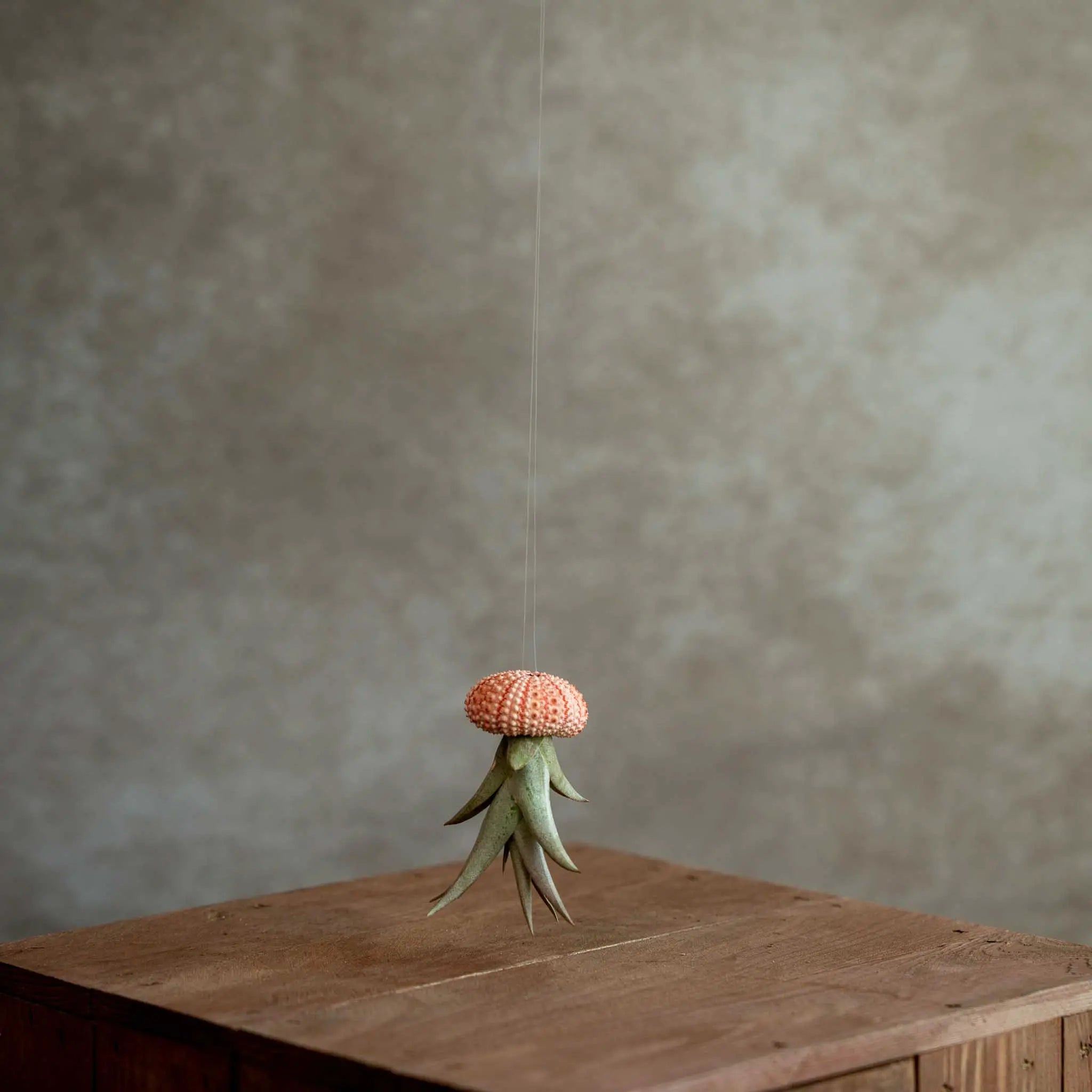 Jellyfish Roze Small