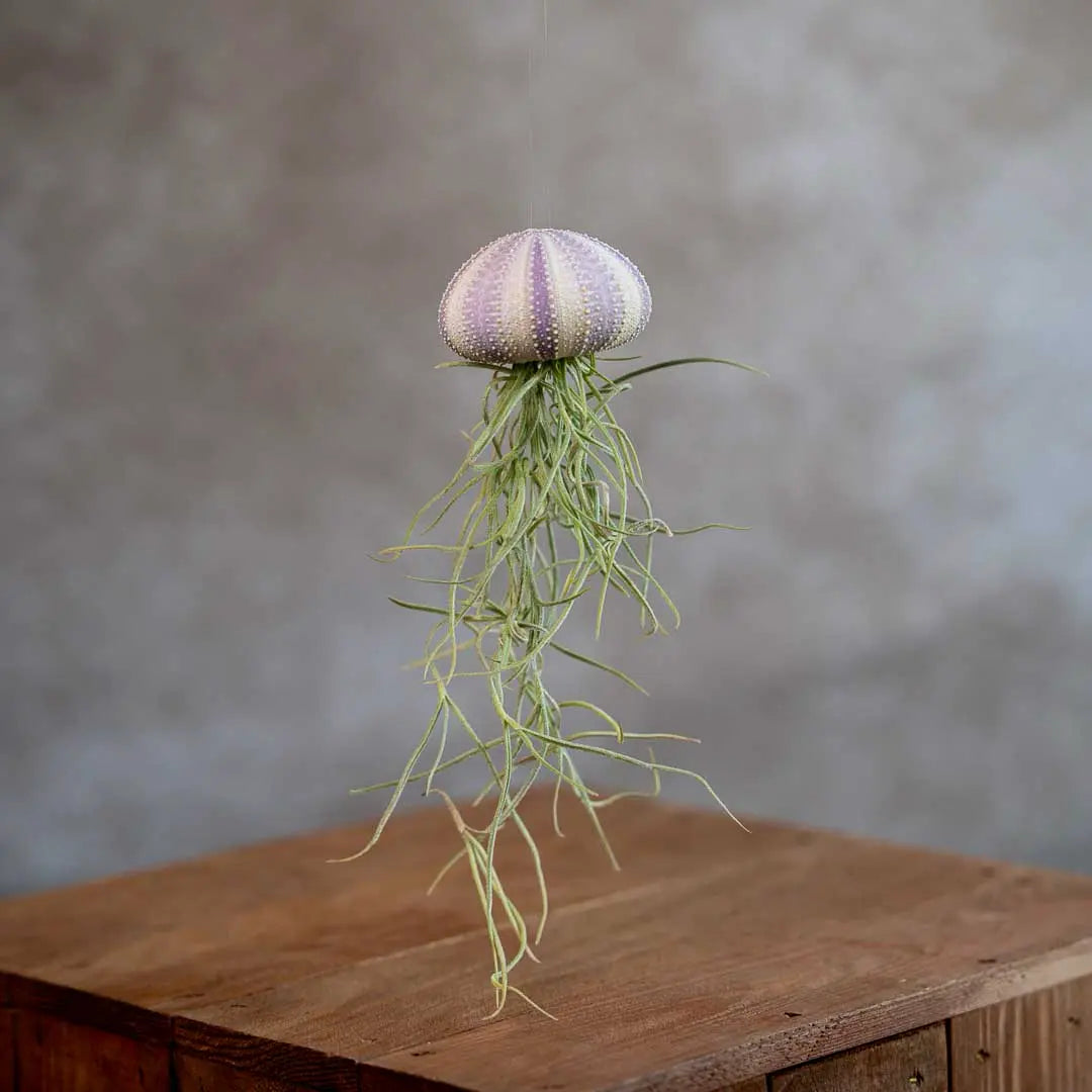 Jellyfish Violet