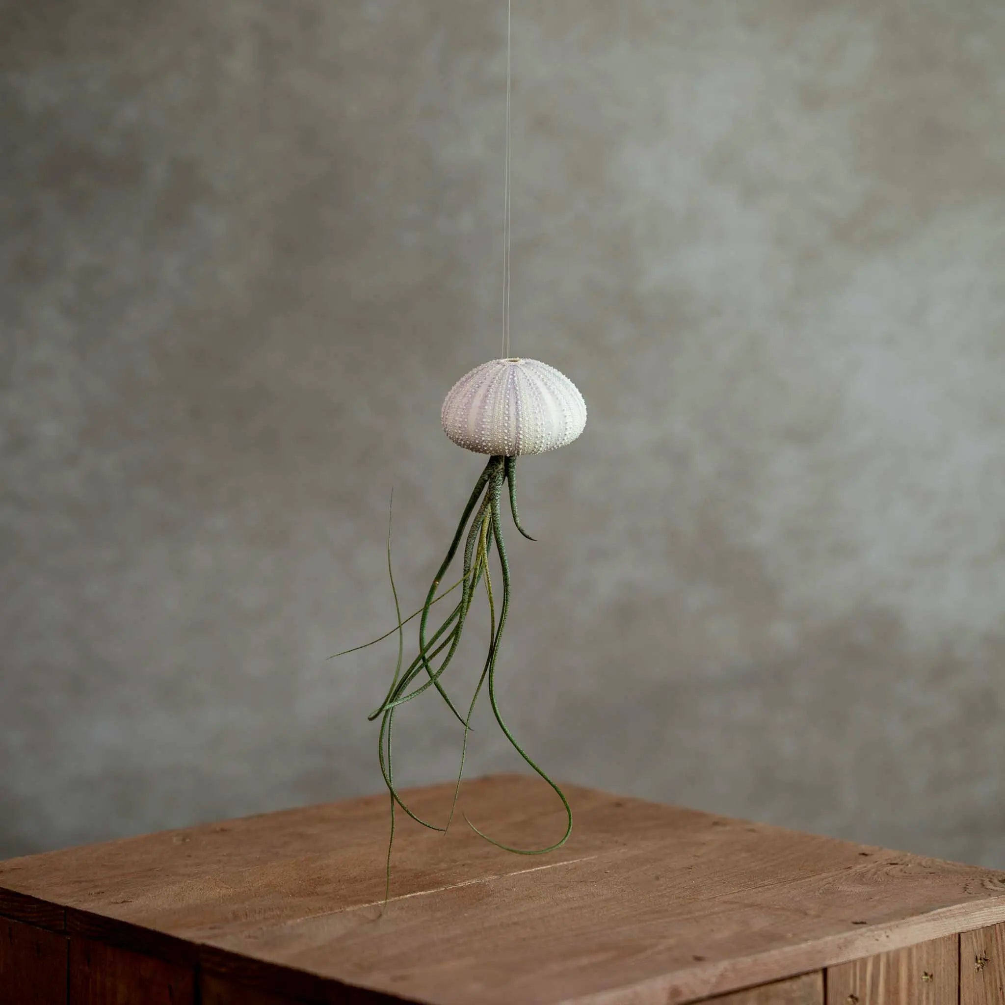 Jellyfish Violet