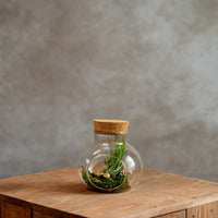 Klein Kurkdop Potje met Airplant
