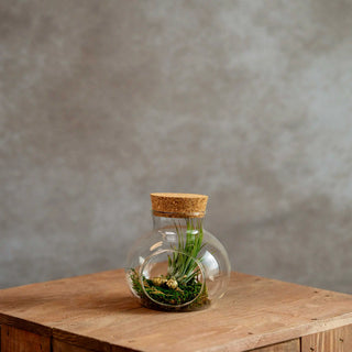 Klein Kurkdop Potje met Airplant