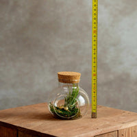 Klein Kurkdop Potje met Airplant