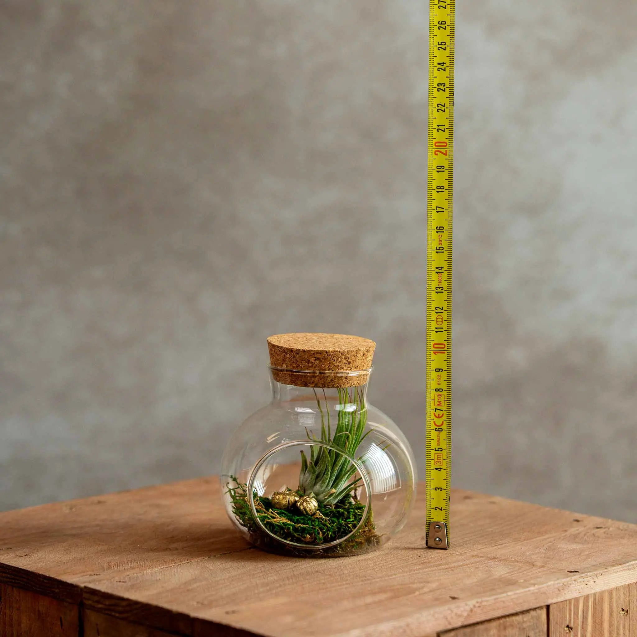 Klein Kurkdop Potje met Airplant