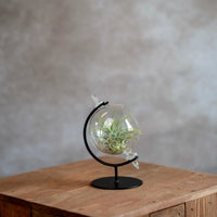 Kleine Globe Met Luchtplantje