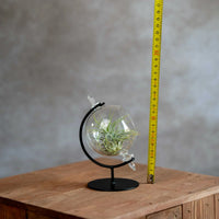 Kleine Globe Met Luchtplantje