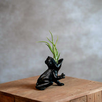 Koele kikker met Tillandsia