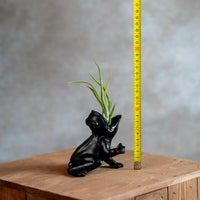 Koele kikker met Tillandsia