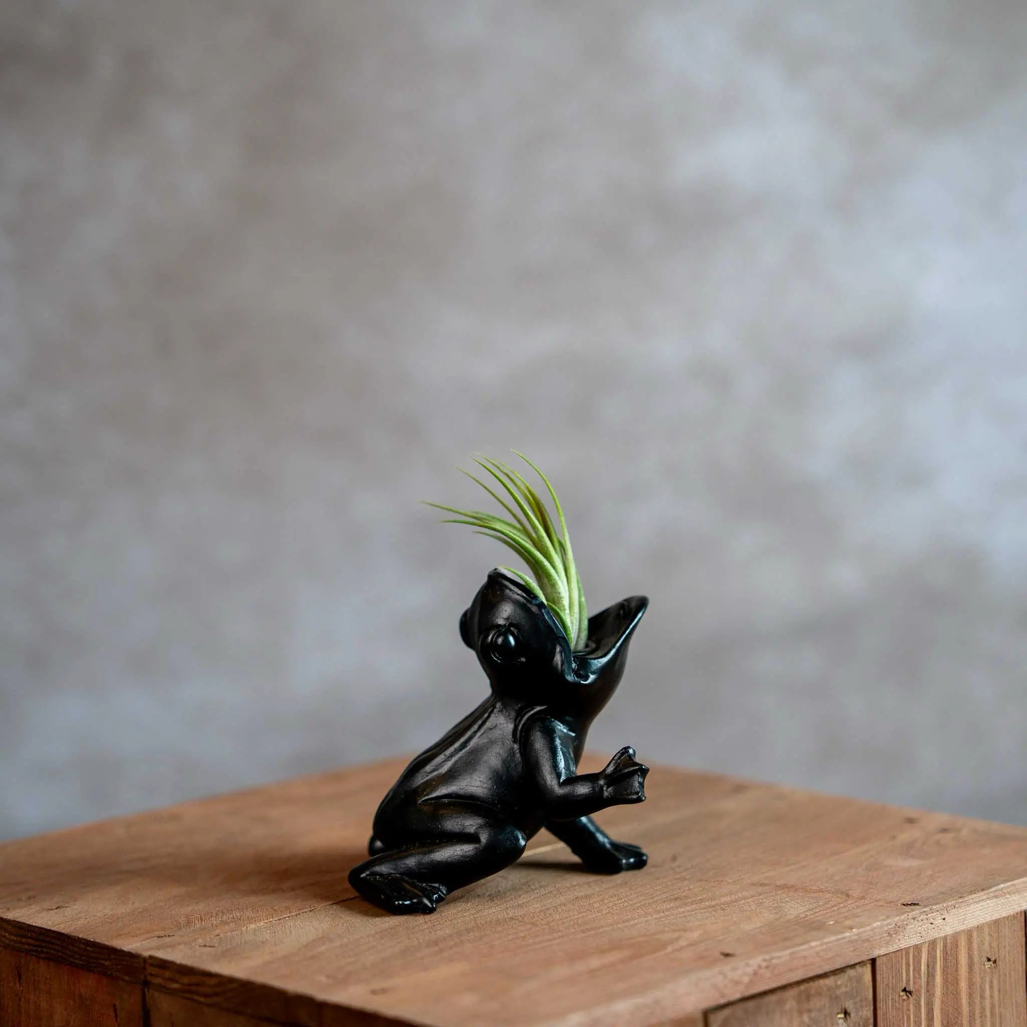 Koele kikker met Tillandsia