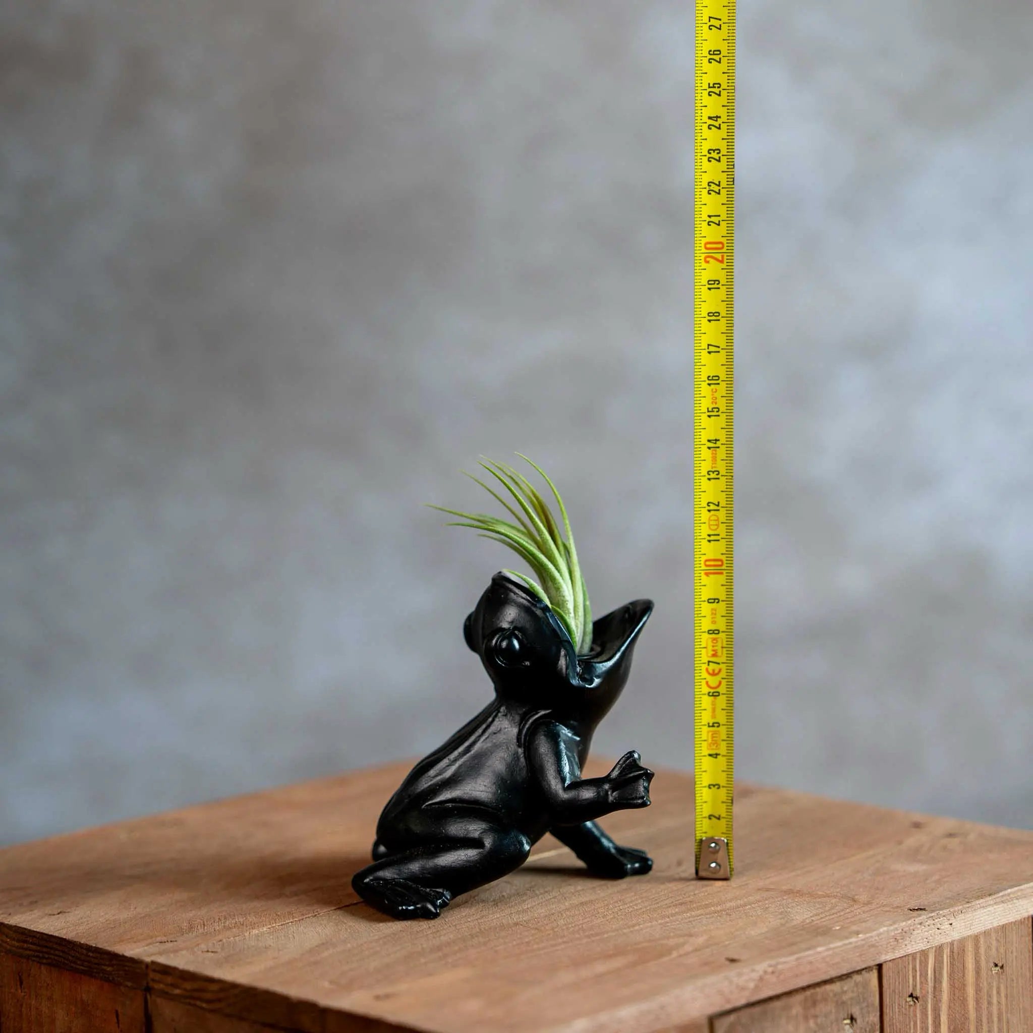 Koele kikker met Tillandsia