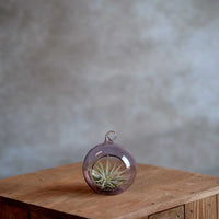 Glasbol 8cm met Tillandsia