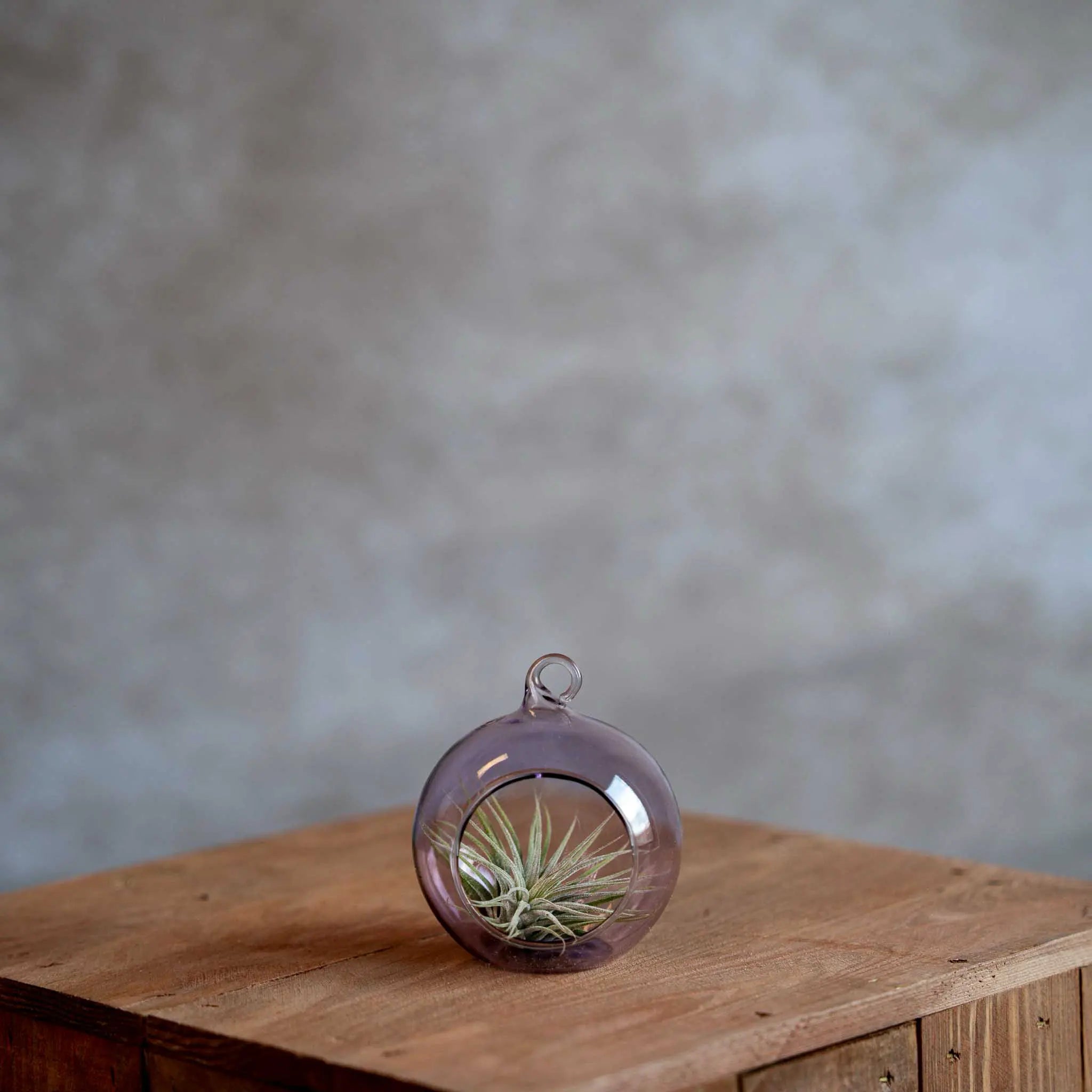 Glasbol 8cm met Tillandsia