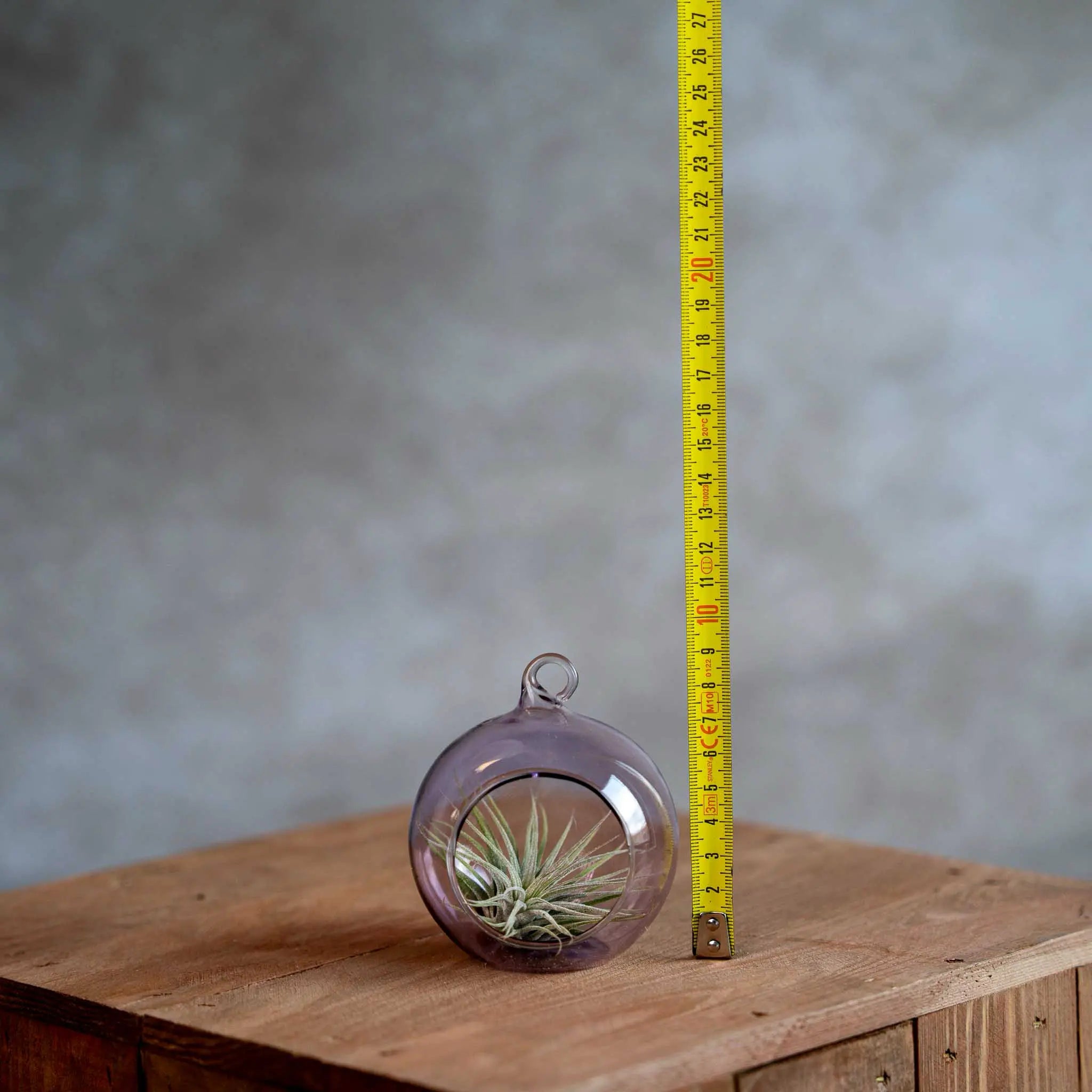 Glasbol 8cm met Tillandsia