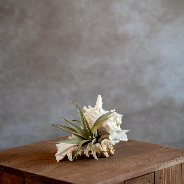 Murex Schelp Xl Met Capitata Large