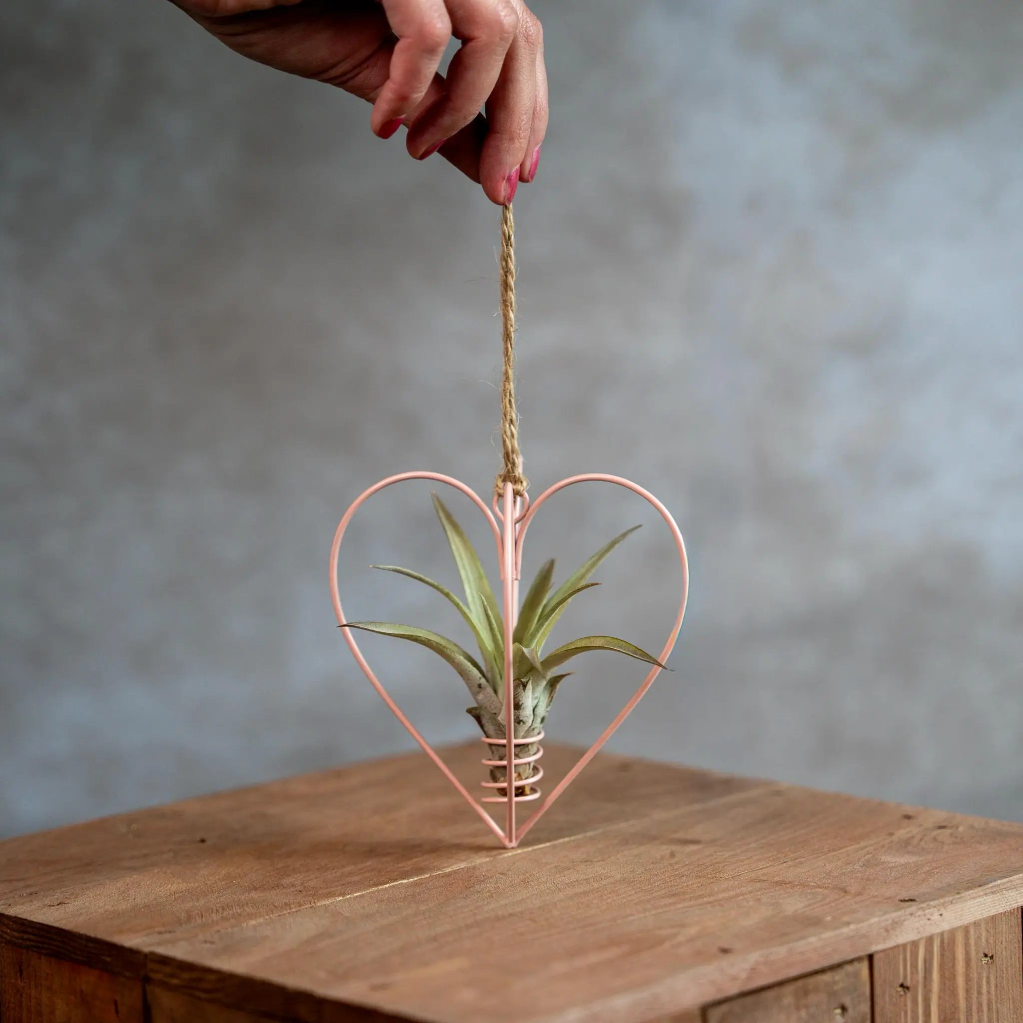 Roze Metalen Hartje Met Tillandsia Multiflora