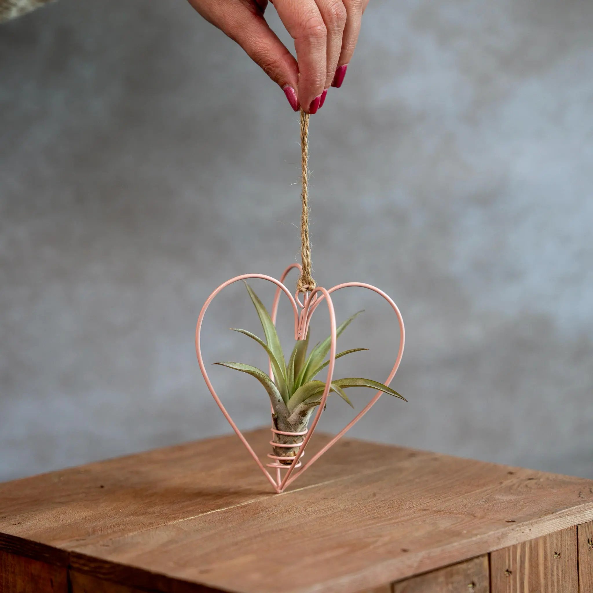 Roze Metalen Hartje Met Tillandsia Multiflora