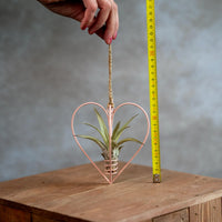 Roze Metalen Hartje Met Tillandsia Multiflora