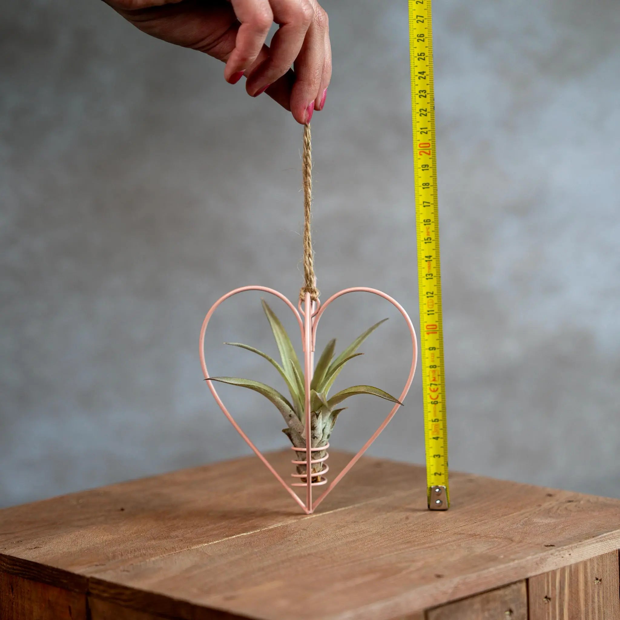 Roze Metalen Hartje Met Tillandsia Multiflora