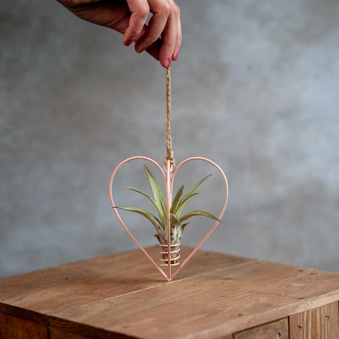 Roze Metalen Hartje Met Tillandsia Multiflora