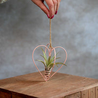 Roze Metalen Hartje Met Tillandsia Multiflora