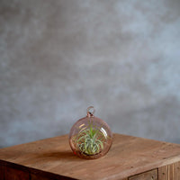 Glasbol 8cm met Tillandsia