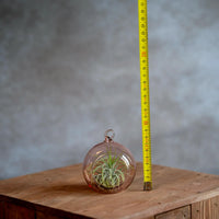 Glasbol 8cm met Tillandsia