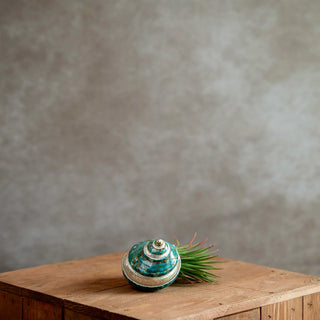 Schelp Groen met Tillandsia Ionantha XL