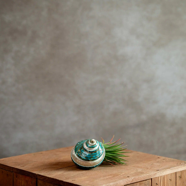 Schelp Groen met Tillandsia Ionantha XL