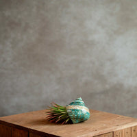 Schelp Groen met Tillandsia Ionantha XL