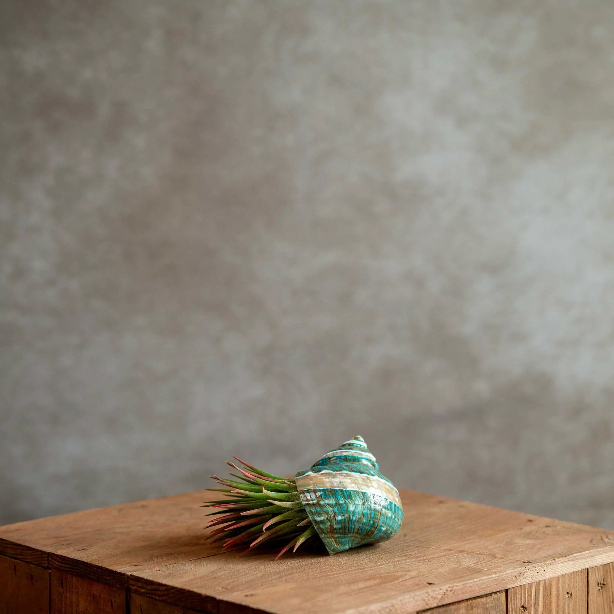 Schelp Groen met Tillandsia Ionantha XL