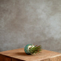 Schelp Groen met Tillandsia Ionantha XL