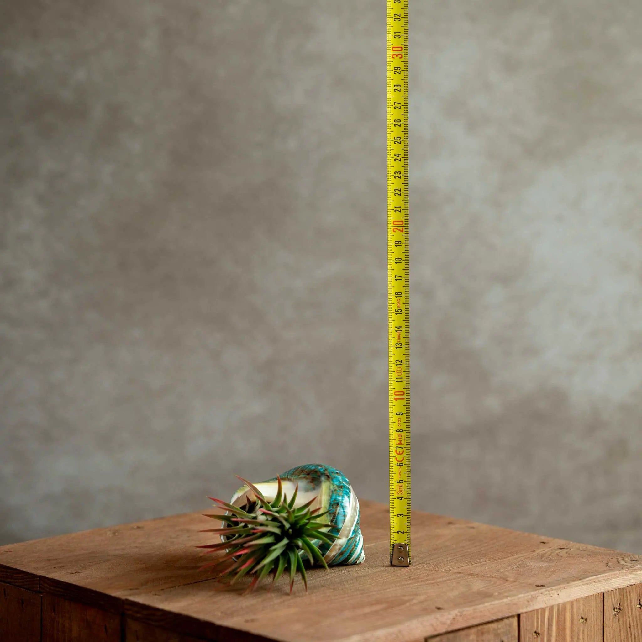 Schelp Groen met Tillandsia Ionantha XL