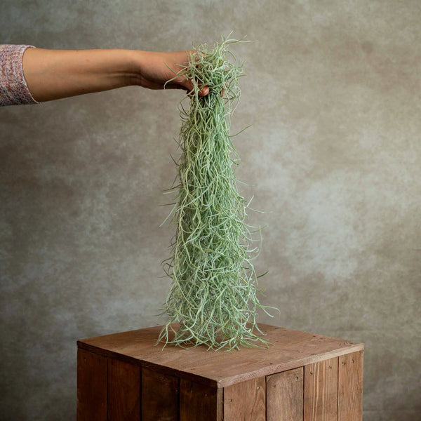 Spaans mos | Tillandsia Usneoides