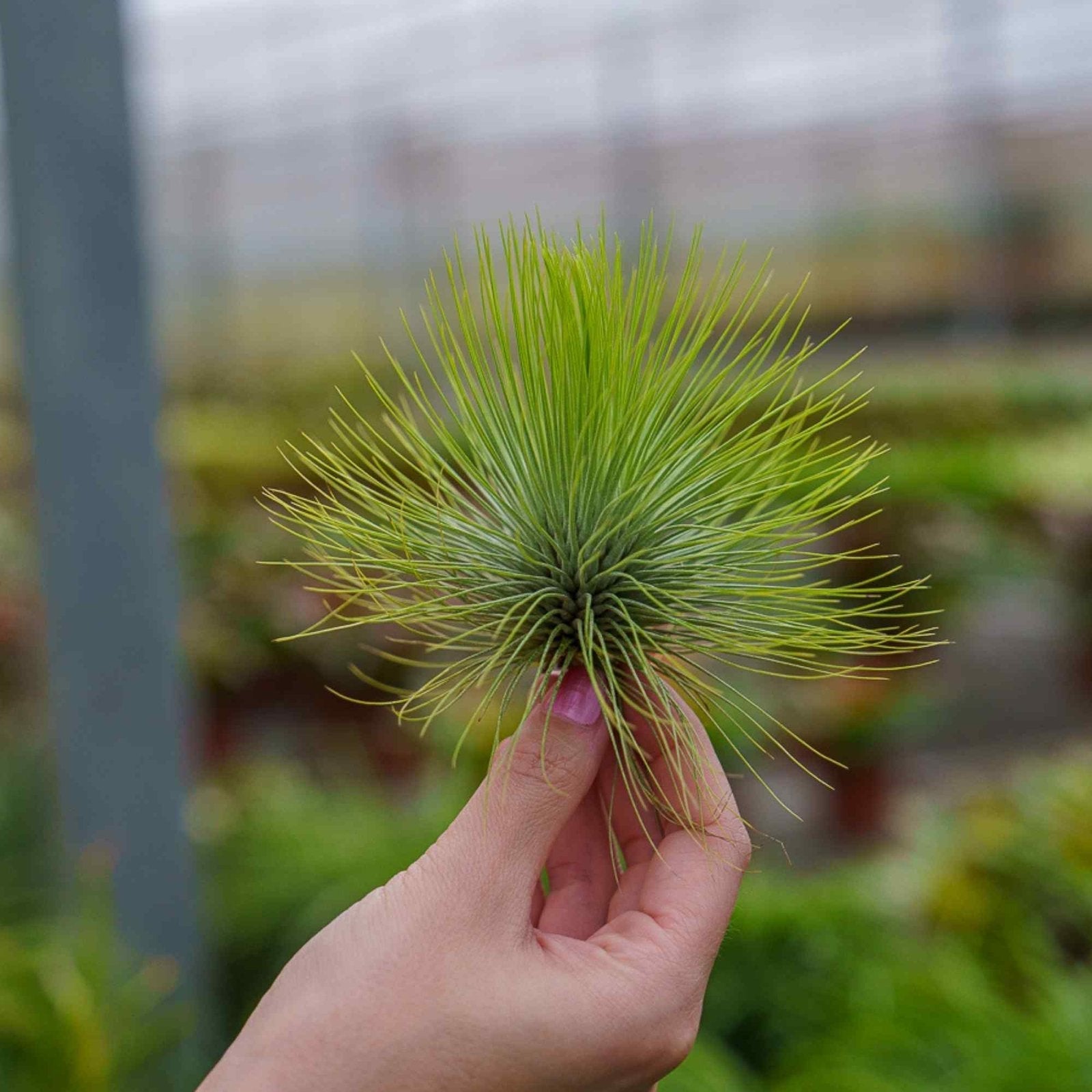 Airplant-verhalen, tips en inspiratie