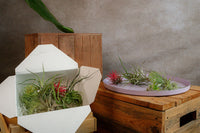 Airplant Surprise Box