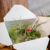 Airplant Surprise Box