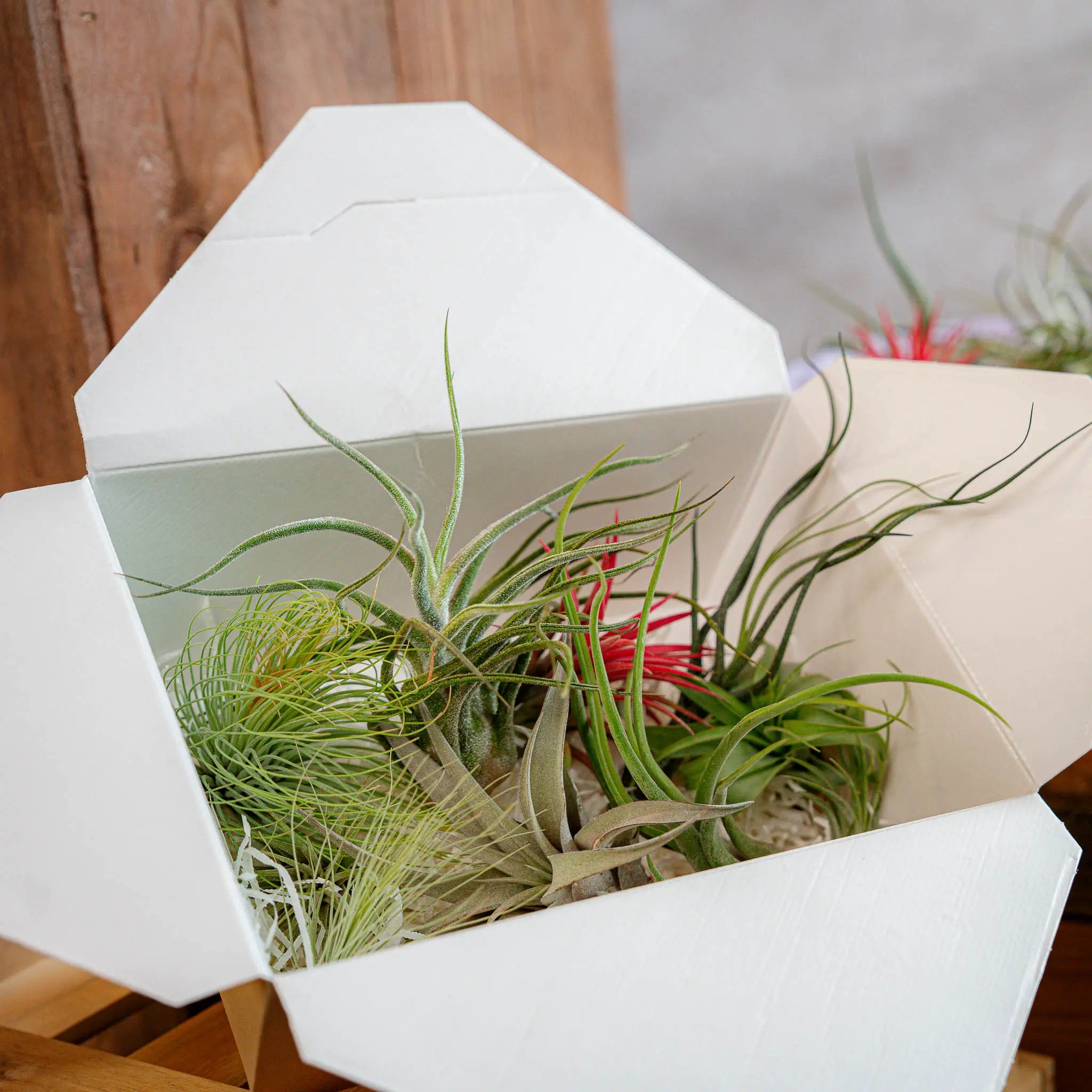 Airplant Surprise Box