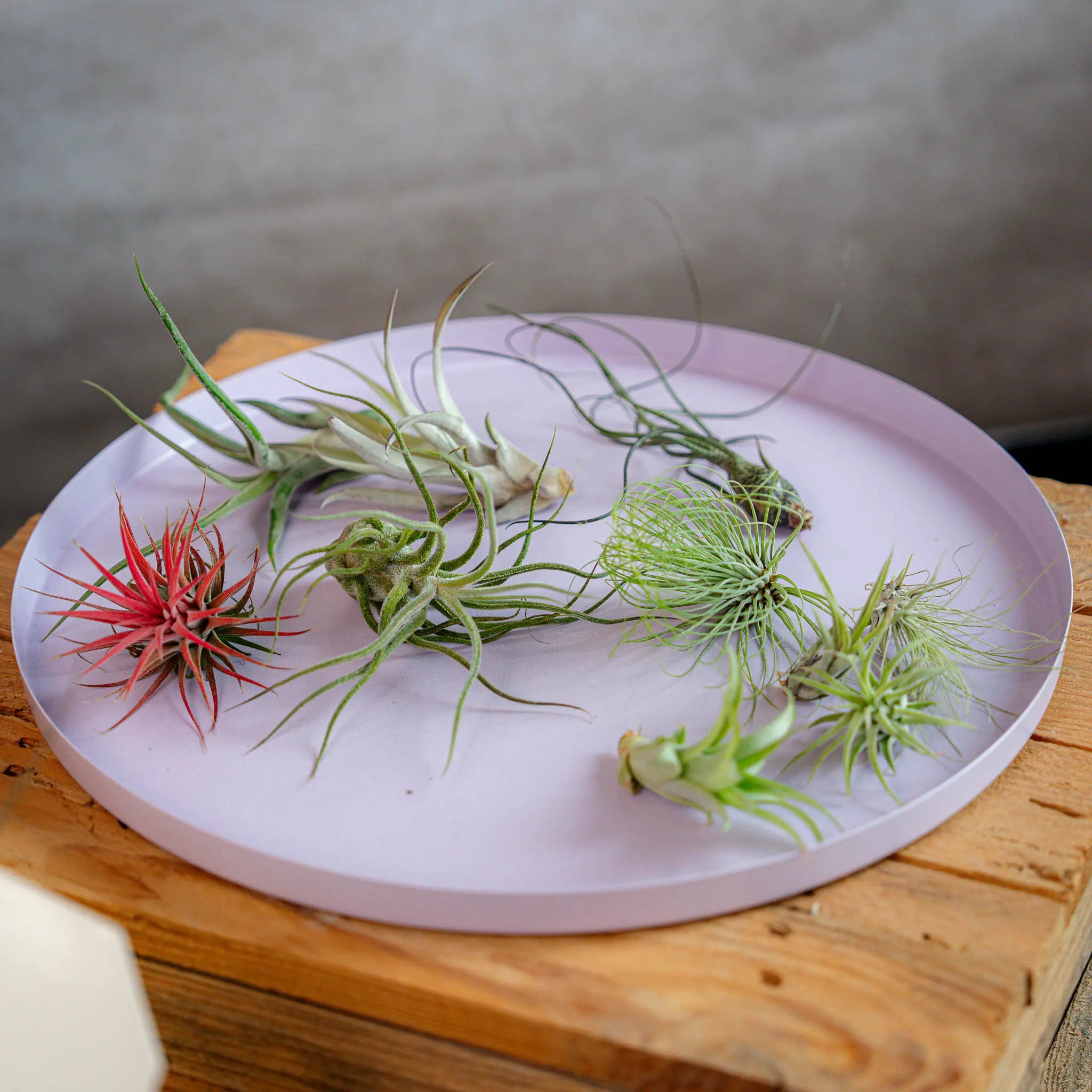Airplant Surprise Box