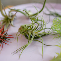 Airplant Surprise Box