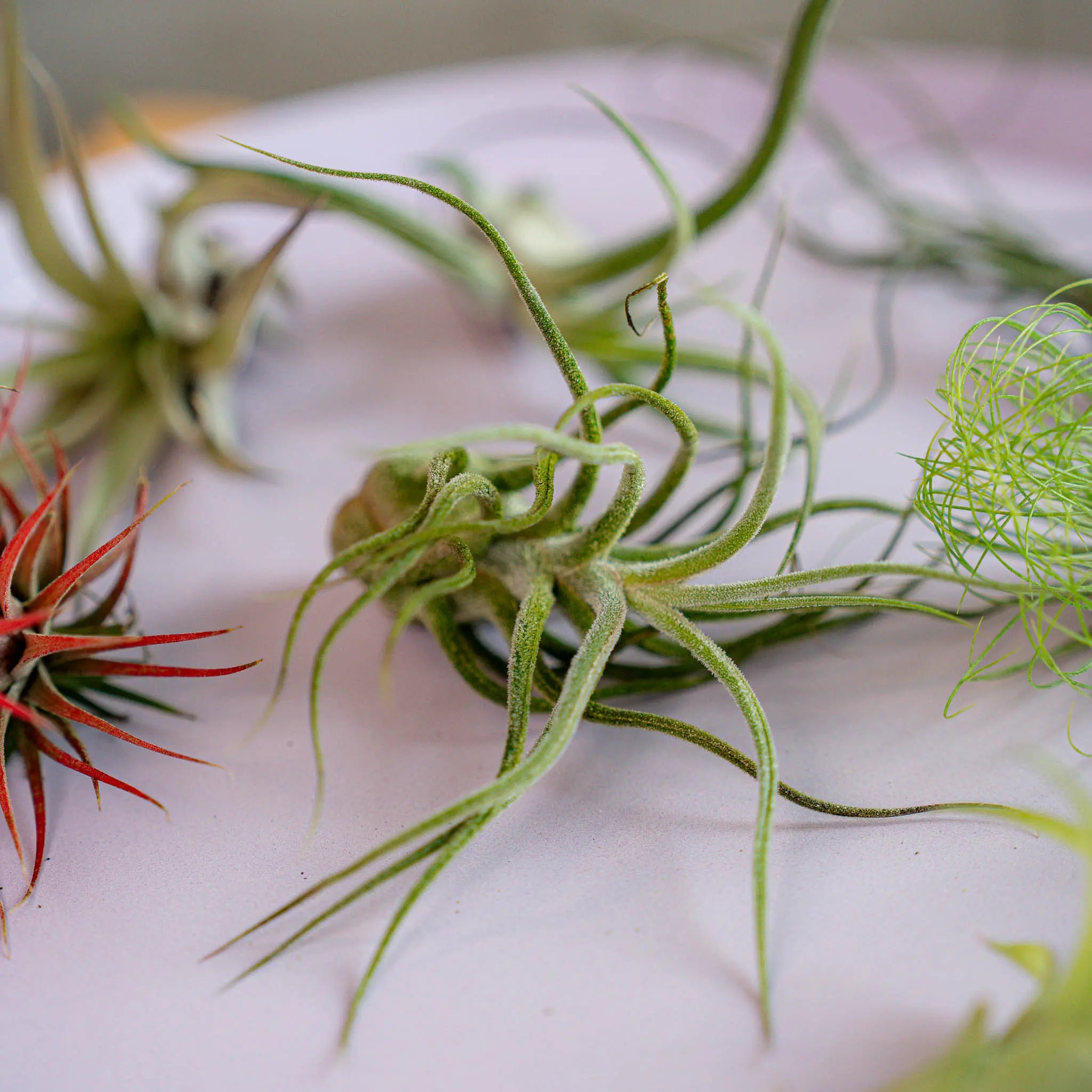 Airplant Surprise Box