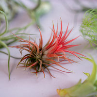 Airplant Surprise Box