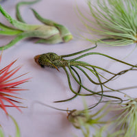 Airplant Surprise Box