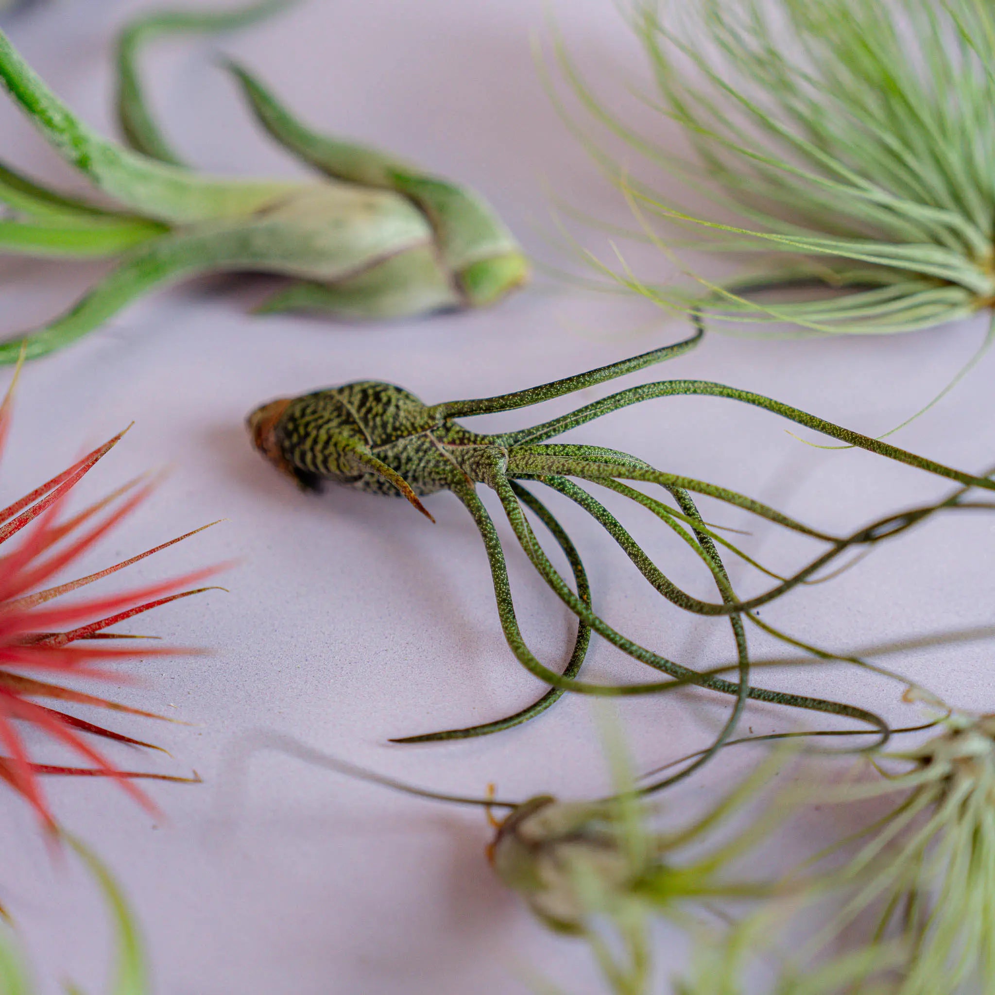 Airplant Surprise Box