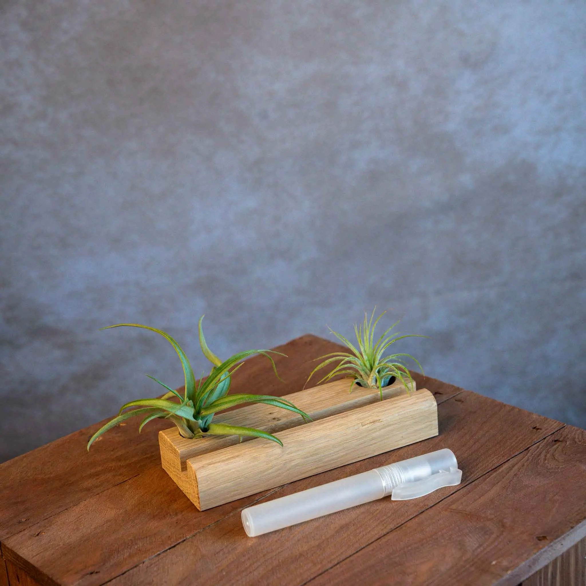 Telefoonhouder met Airplants